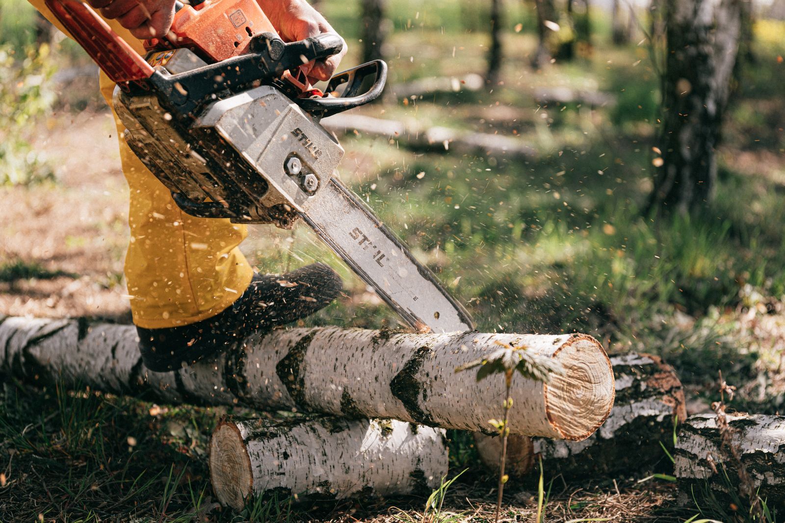 Chainsaw cutting through a log, sawdust flying